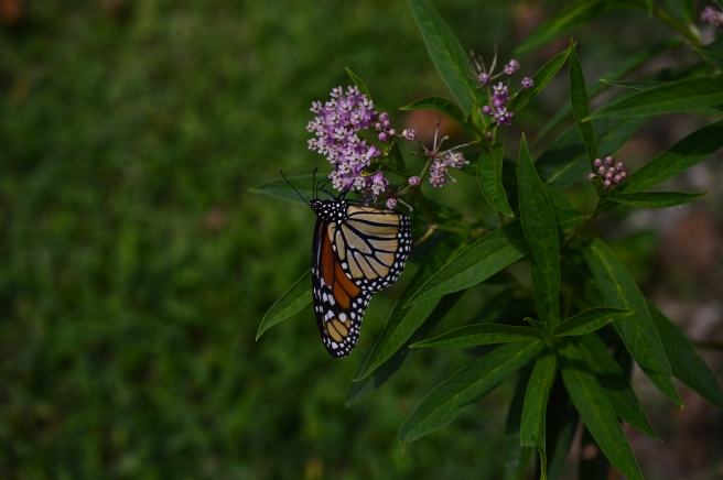 Monarch butterfly on Asclepias incarnata (Swamp Milkweed)