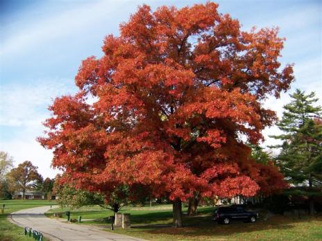 Scarlet Oak Quercus coccinea